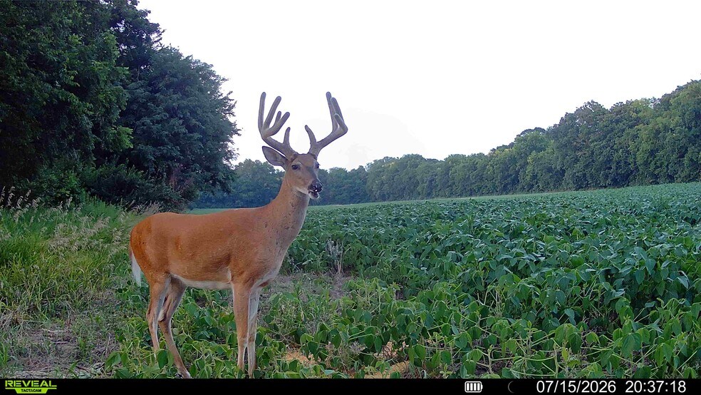 More Photos Of Walnut Hill Ln. (36.31+/- Acres), Elsberry Land For Sale