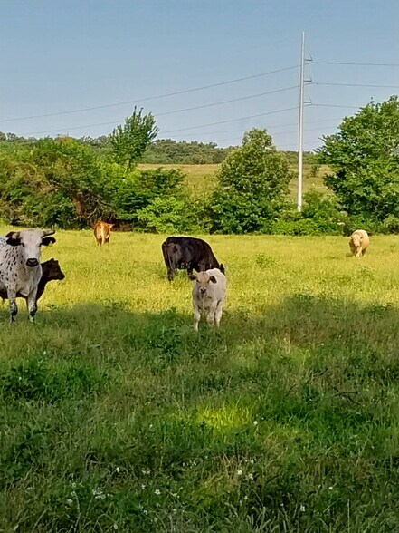 More Photos Of TBD FM 857 Rd, Grand Saline Land For Sale