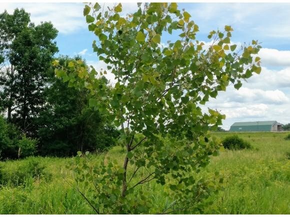 More Photos Of 0 Willow Pl, Verona Land For Sale