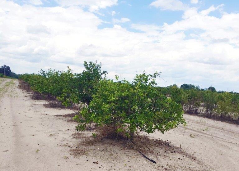 Primary Photo Of Delbert Collins Rd, Lake Alfred Land For Sale