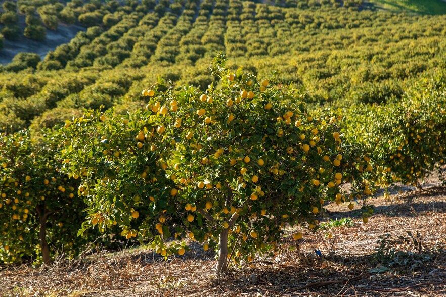 More Photos Of 15000 Middle Ranch Rd, Moorpark Land For Sale