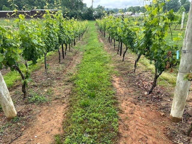 More Photos Of 124 Sandy Hill Ln, Hendersonville Winery Vineyard For Sale
