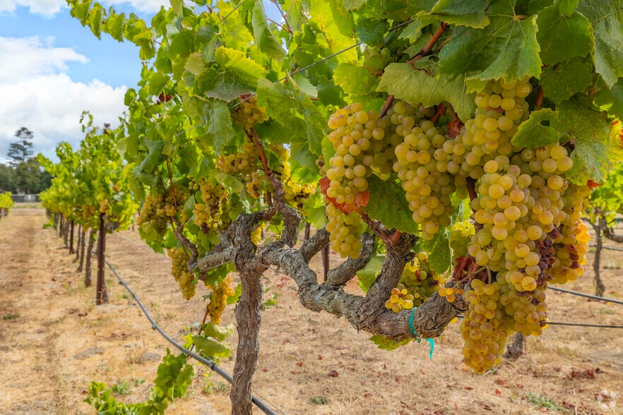 More Photos Of 1680 Los Carneros Ave, Napa Schools For Sale