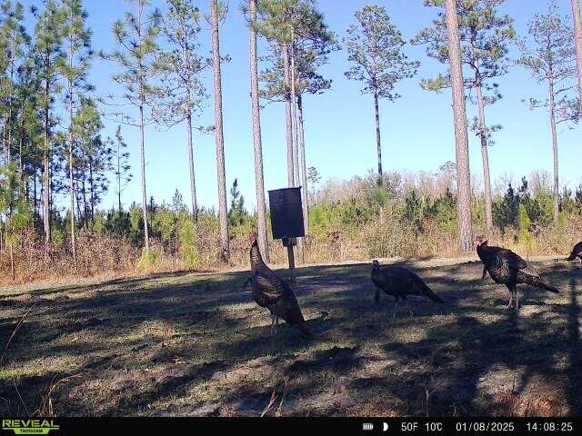 More Photos Of 17675 Cedar Springs Rd, Blakely Land For Sale