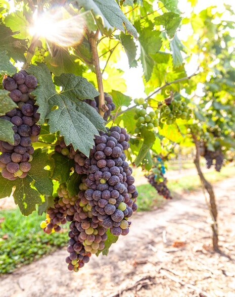 More Photos Of 124 Sandy Hill Ln, Hendersonville Winery Vineyard For Sale