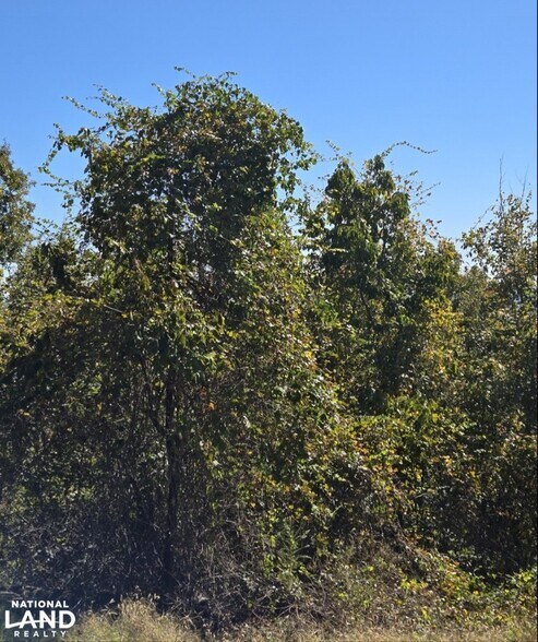 More Photos Of Halls Quarters Rd, Eutaw Land For Sale