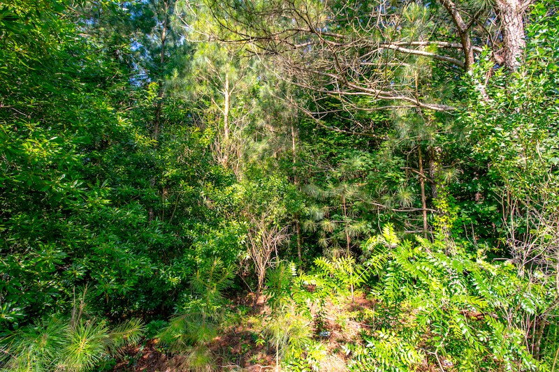 More Photos Of NC Hwy 94, Creswell Land For Sale