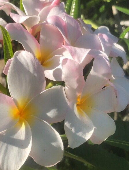 More Photos Of 22129 Carson Dr, Land O' Lakes Specialty For Sale