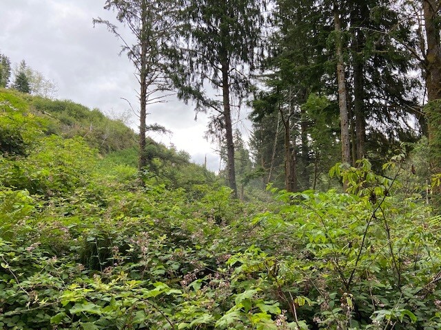 More Photos Of TL 203 Beaver Creek, Seal Rock Land For Sale