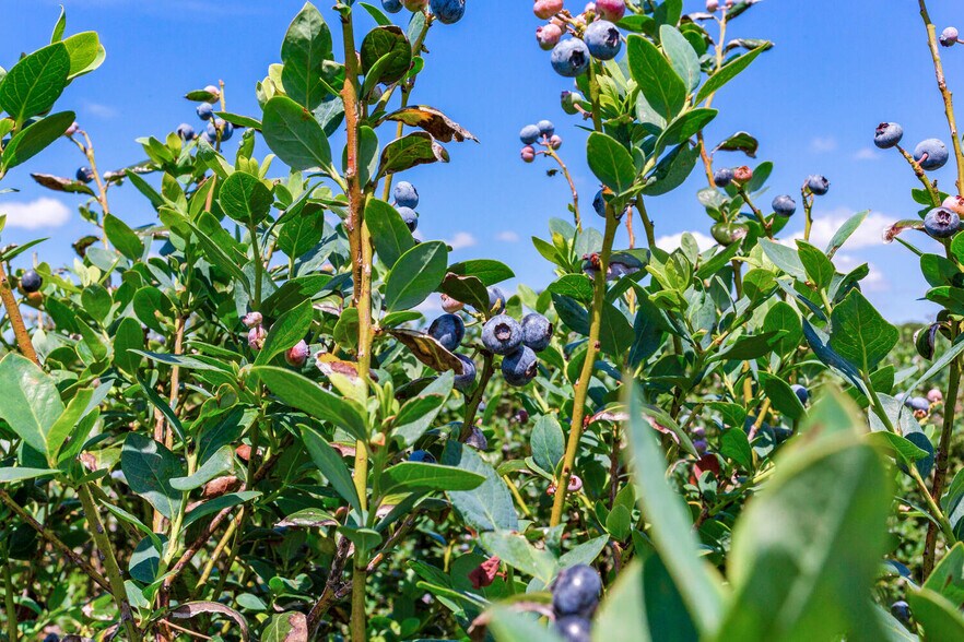 More Photos Of 3674 FL-64, Zolfo Springs Land For Sale