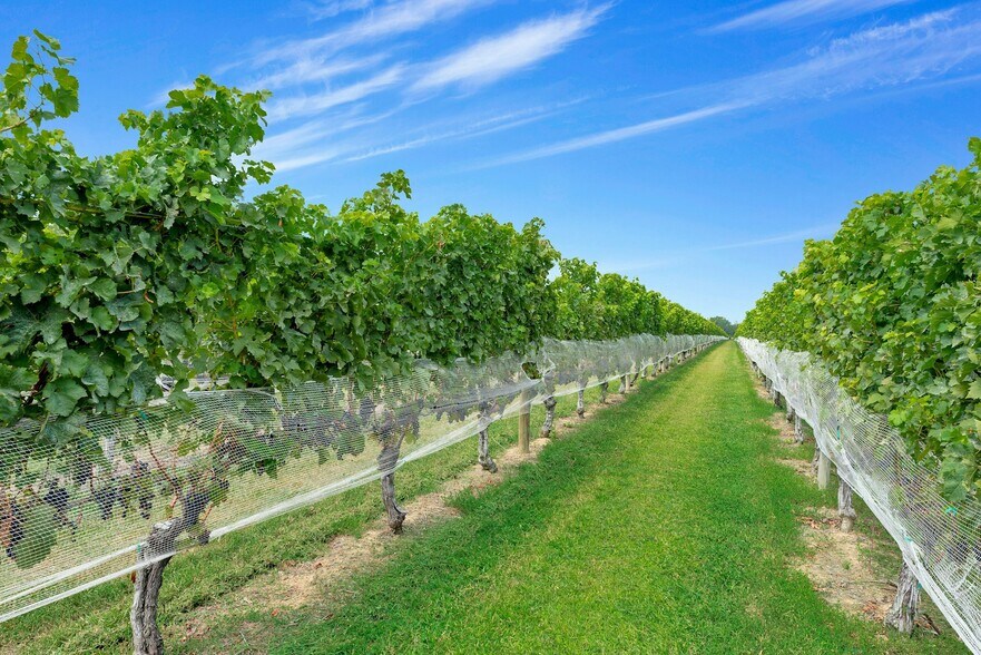 More Photos Of 44075 Rte 25, Peconic Winery Vineyard For Sale