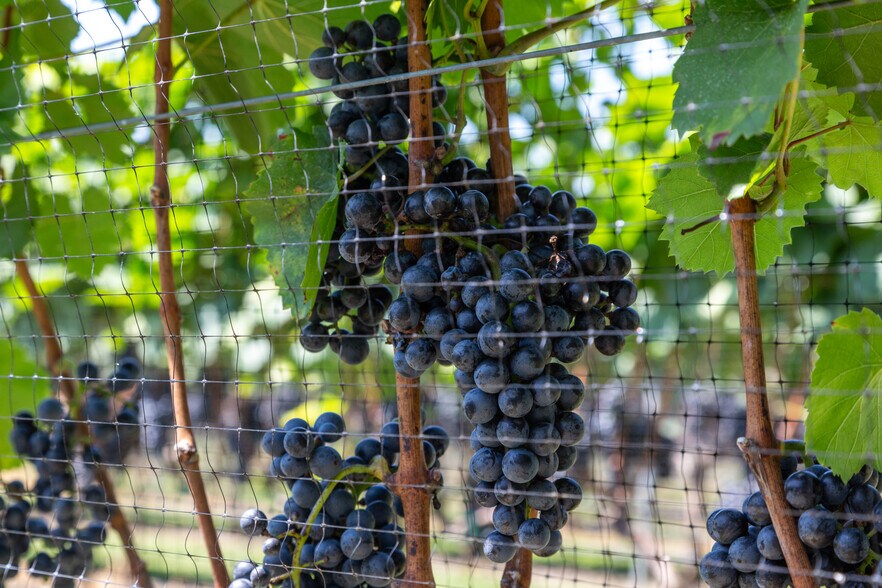 More Photos Of 27058 Mount Pleasant Rd, Columbus Winery Vineyard For Sale