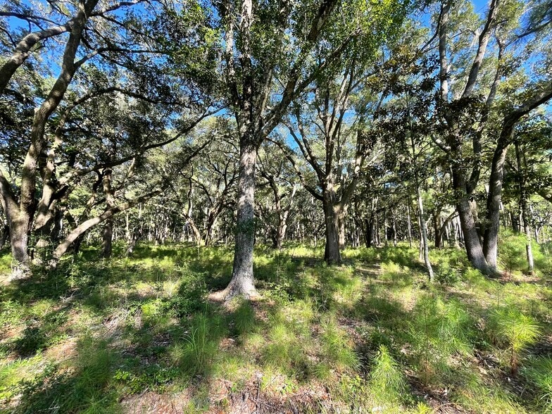 More Photos Of 0 King Rail Lane, Edisto Island Land For Sale