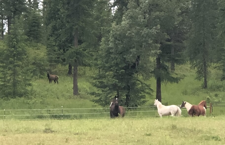 More Photos Of 3378 Northport Flat Creek Rd, Kettle Falls Specialty For Sale