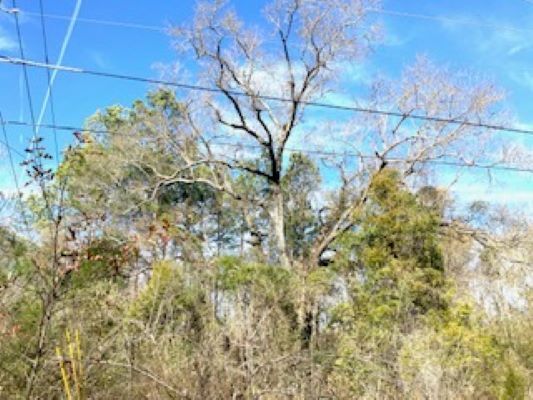 More Photos Of 0 Oak Street, Selma Land For Sale