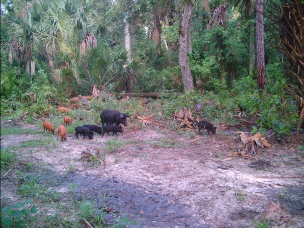 More Photos Of 3893 NW 50th Drive, Okeechobee Land For Sale