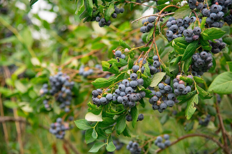 More Photos Of 3387 Tolmie Rd, Abbotsford Land For Sale