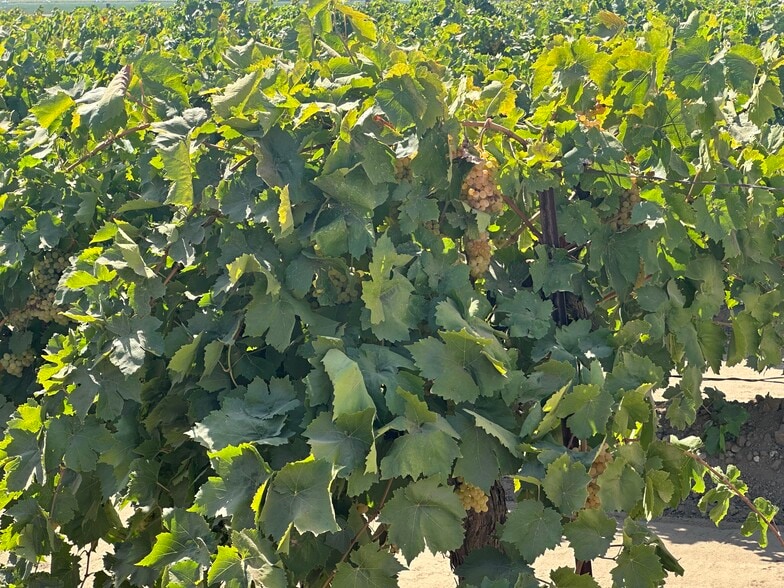 More Photos Of 567 N Grantland Ave, Fresno Land For Sale