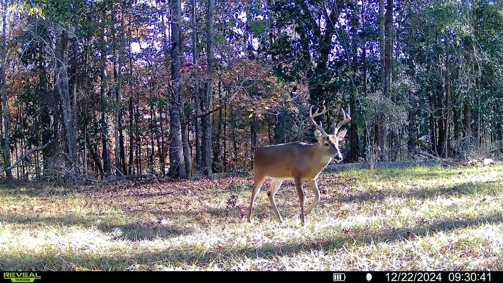 More Photos Of 4433 Pat Thomas Pky, Quincy Land For Sale