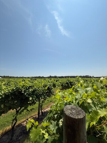 More Photos Of 221 N Delsea Dr, Cape May Court House Winery Vineyard For Sale