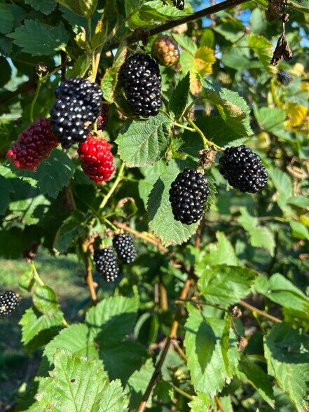 More Photos Of 552 Lick Creek Rd, Leasburg Land For Sale