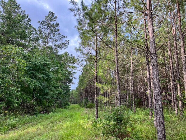 More Photos Of Farm to Market Road 1725, Willis Land For Sale