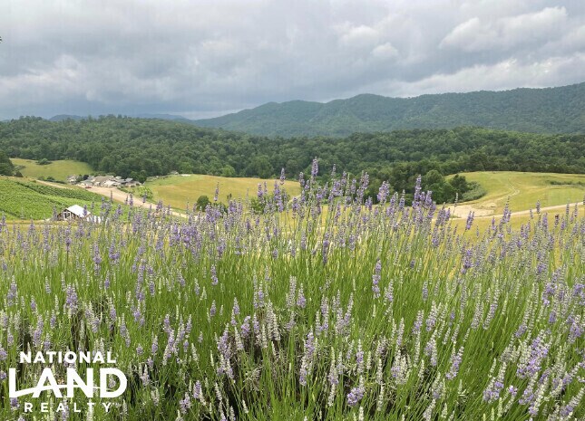 More Photos Of 3899 Eakin Farm Rd, Blacksburg Winery Vineyard For Sale