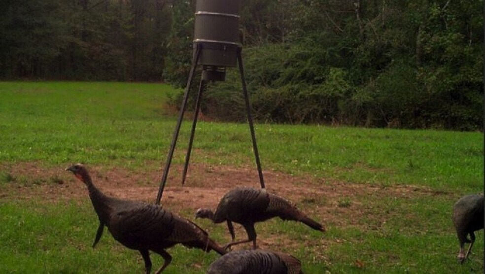 More Photos Of 17796 Dry Branch loop, Northport Land For Sale