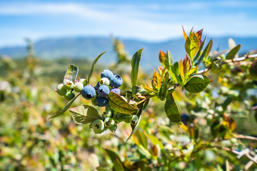 More Photos Of 14224 Old Cole Grade Rd, Pauma Valley Land For Sale