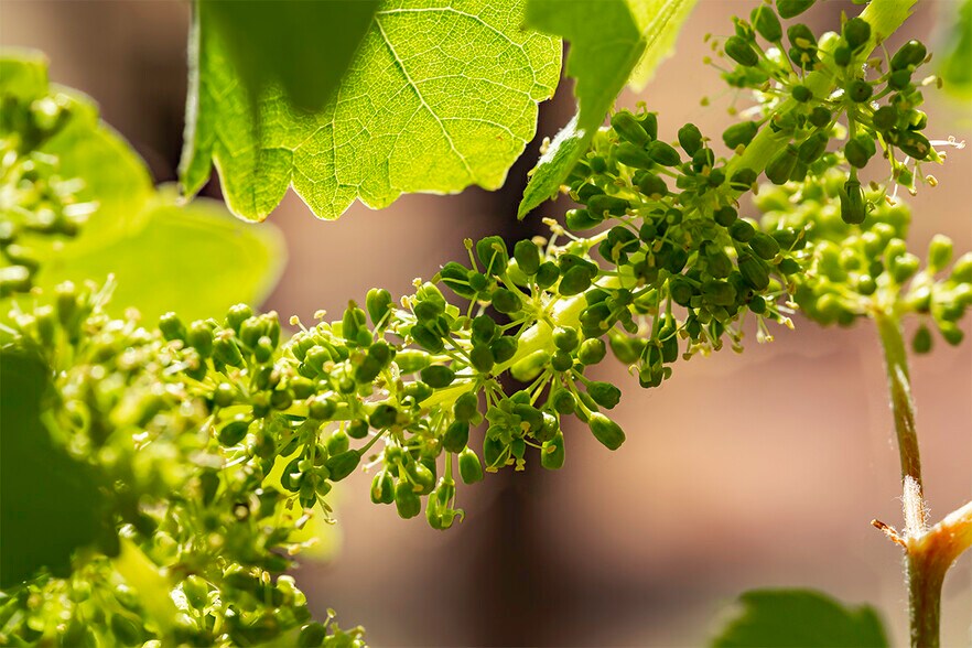 More Photos Of 786 Pompadour Dr, Ashland Land For Sale