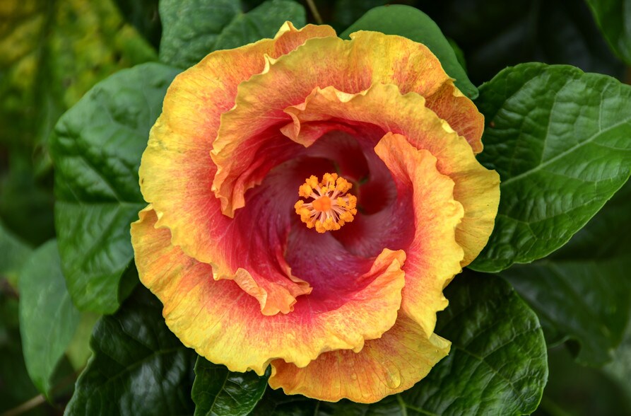 More Photos Of 27-2760 Hawaii Belt Rd, Pepeekeo Land For Sale