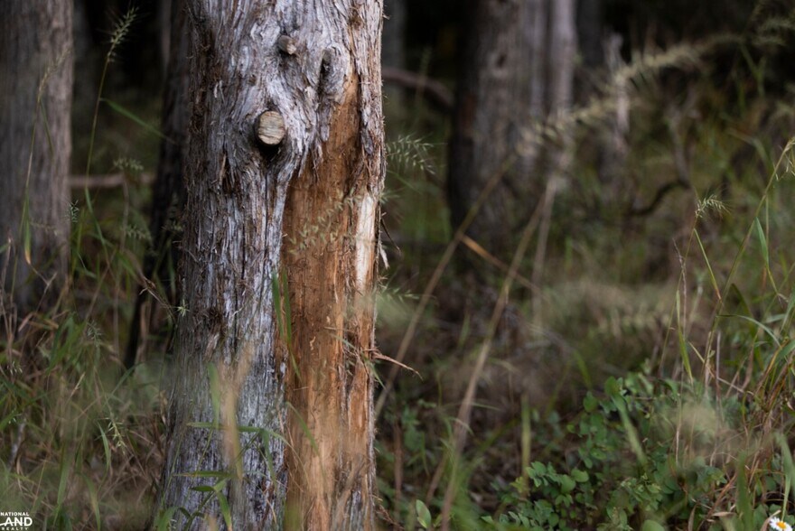 More Photos Of 178 Oak Creek Ln, Bland Land For Sale