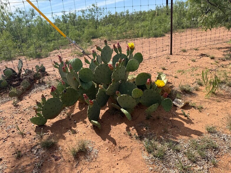 More Photos Of 5710 Co 331 rd, Colorado City Land For Sale