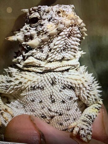 More Photos Of 30415 Chihuahua Valley Rd, Warner Springs Land For Sale