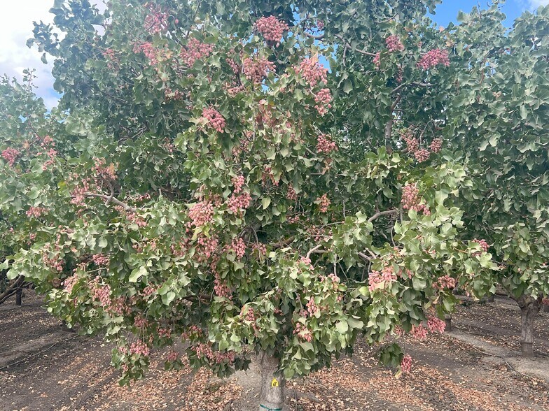 More Photos Of +/-154 Acre Pistachio Orchard - Idaho ave, Hanford Land For Sale