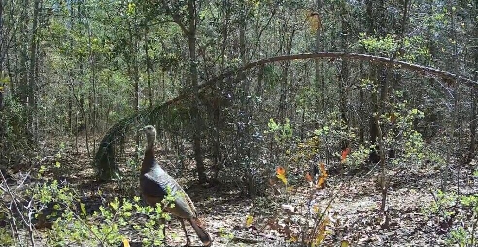 More Photos Of 17614 Lanes Bridge Rd, Odum Land For Sale