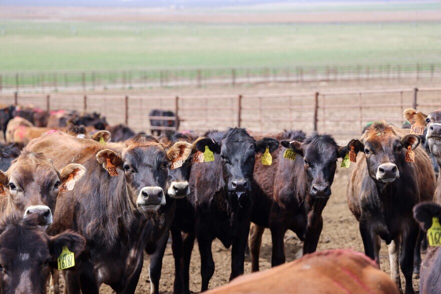 More Photos Of , Burns Land For Sale