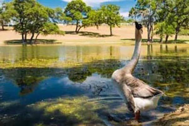 More Photos Of 64 Thoroughbred Way, Fredericksburg Land For Sale