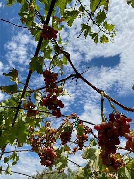 More Photos Of 691 Desert Trail Way, Tecopa Winery Vineyard For Sale