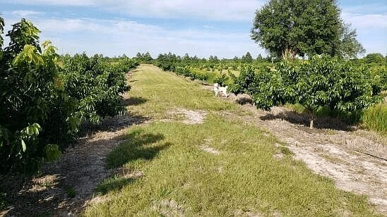 More Photos Of 14255 113th St, Fellsmere Land For Sale