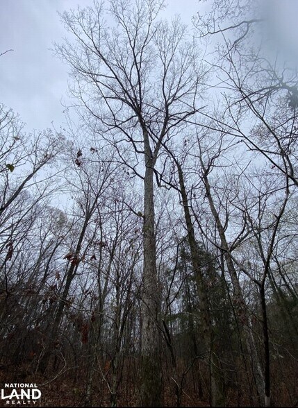 More Photos Of 0 Highway 280, Dadeville Land For Sale