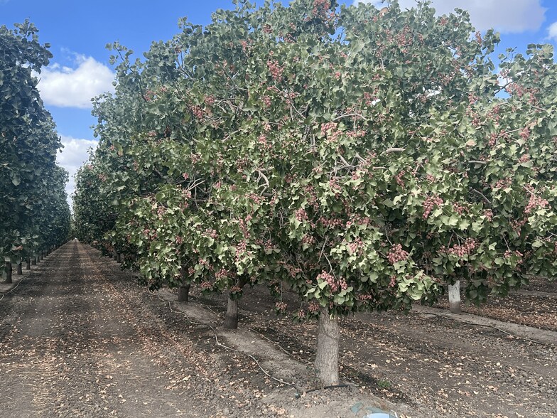 More Photos Of +/-154 Acre Pistachio Orchard - Idaho ave, Hanford Land For Sale