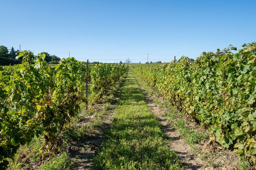 More Photos Of 46 Stapleton Rd, Hillier Winery Vineyard For Sale