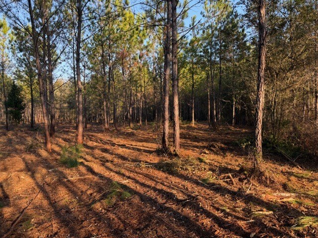 More Photos Of 319 - 547 Sisters Ferry Road, Ridgeland Land For Sale
