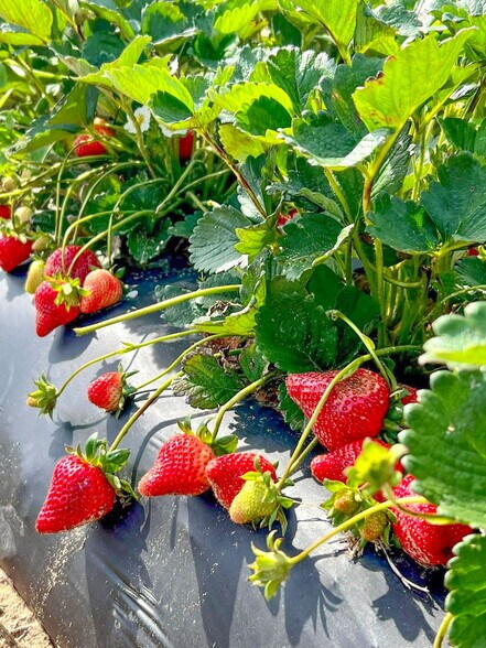 More Photos Of 995 W Gates Valley Rd, Poteet Land For Sale