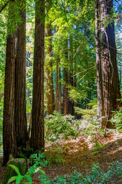 More Photos Of 2372 McKenzie Creek rd, Scotts Valley Land For Sale
