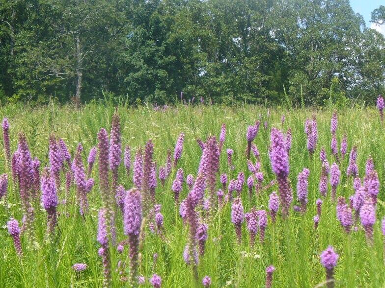 More Photos Of 552 Lick Creek Rd, Leasburg Land For Sale