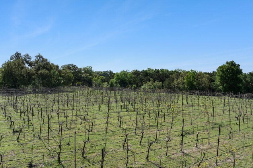 More Photos Of 18059A Ranch to Market Road 1826, Driftwood Winery Vineyard For Sale