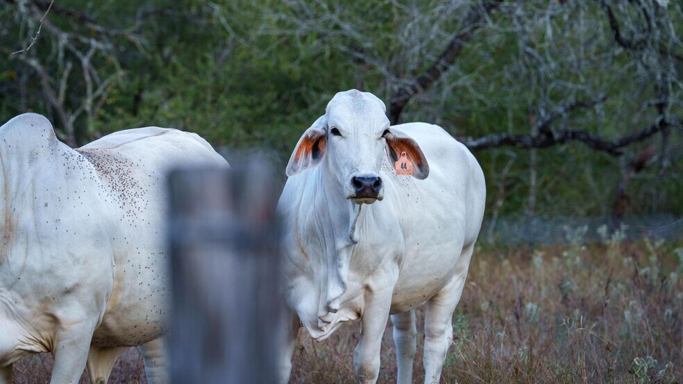 More Photos Of 879 County Road 421, Gonzales Land For Sale