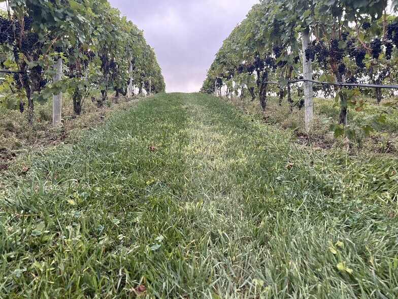 More Photos Of 10220 Lauer Rd, Baroda Winery Vineyard For Sale